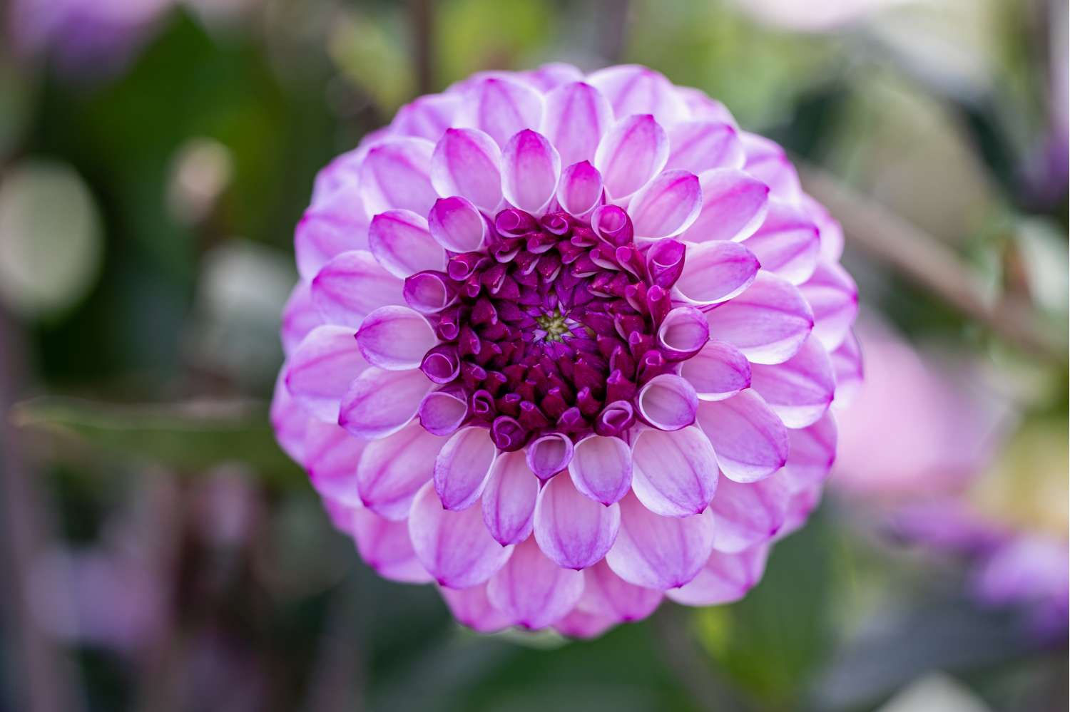 Dahlia 'Columbus'